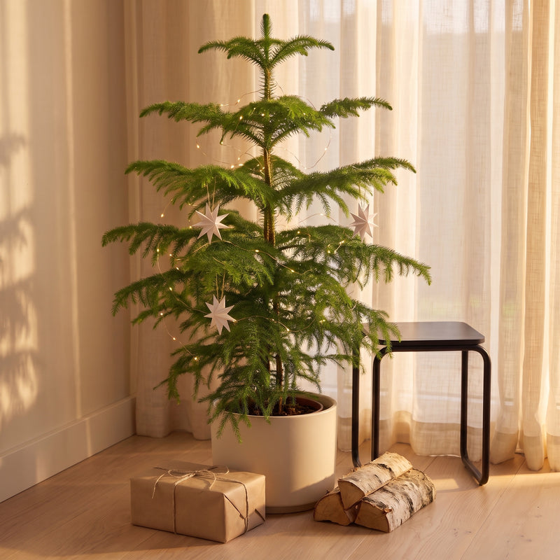 Norfolk Island Pine | Araucaria heterophylla Plants GrowTropicals