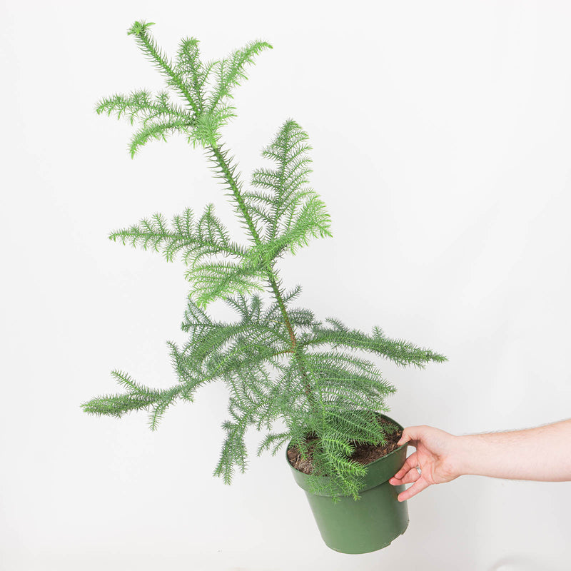 Norfolk Island Pine potted nursery plant