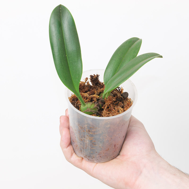 Bulbophyllum nymphopolitanum 9cm Plants Growtropicals