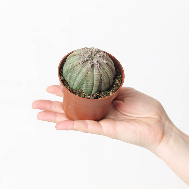 Euphorbia obesa Plants GrowTropicals