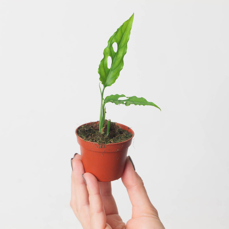Monstera obliqua 'Peru Form' — 6cm