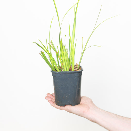 Acorus gramineus 'Ogon' 13cm / 1L Plants - Outdoor GROW TROPICALS