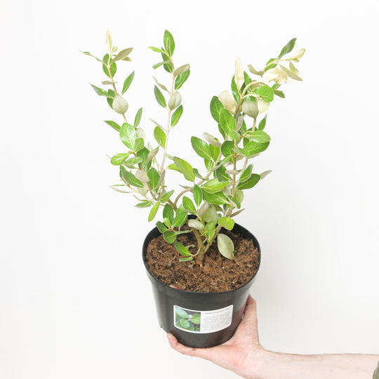 Olearia traversii Plants - Outdoor GROW TROPICALS