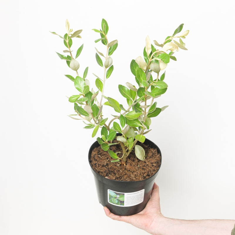 Olearia traversii Plants - Outdoor GROW TROPICALS