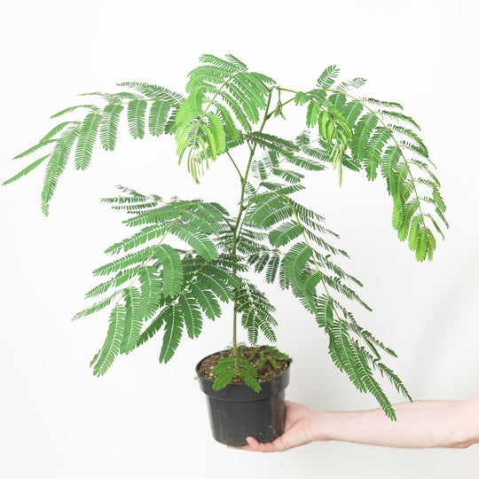 Albizia julibrissin 'Ombrella' 17cm / 2L Plants - Outdoor GROW TROPICALS