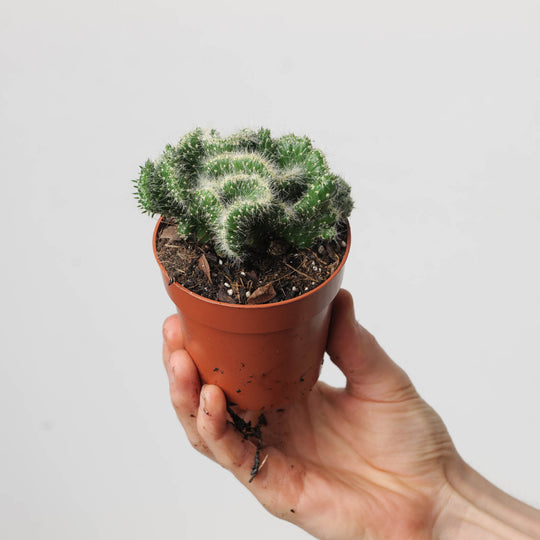 Opuntia cylindrica 'Minor' cristata Plants GrowTropicals
