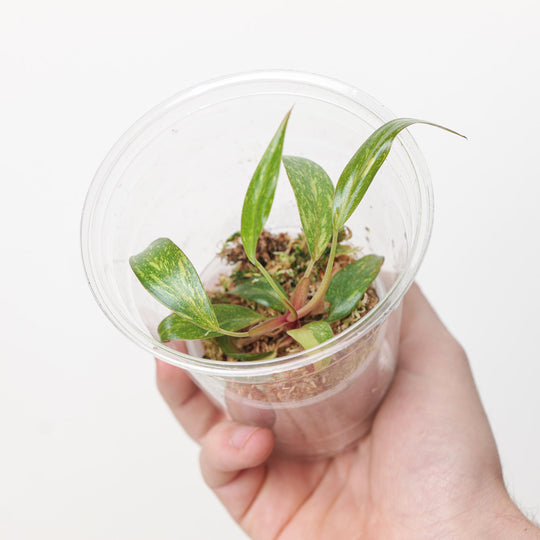 Philodendron Orange Princess (Plantlet) Plants GrowTropicals