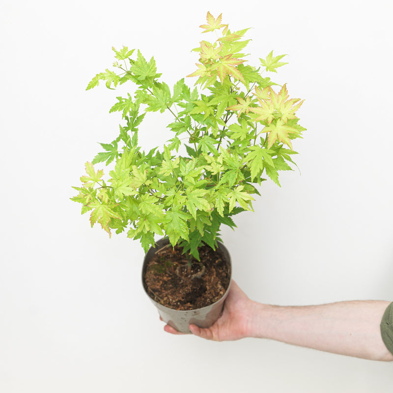 Acer palmatum 'Orange Dream' Plants - Outdoor GROW TROPICALS