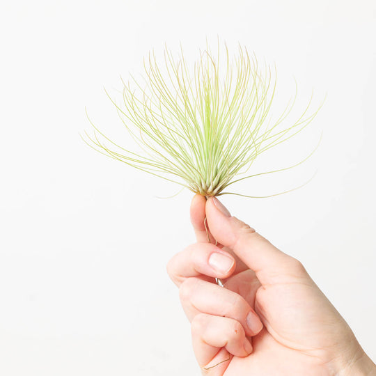 Tillandsia andreana Plants GrowTropicals