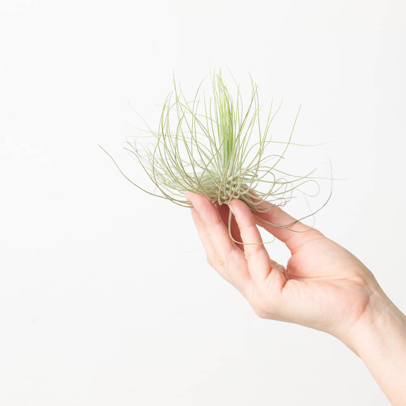 Tillandsia Magnusiana Plants GrowTropicals