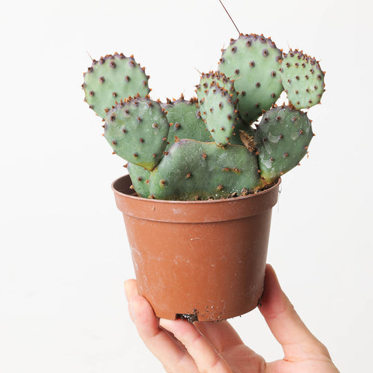 Opuntia violacea | Violet Prickly Pear Plants GrowTropicals
