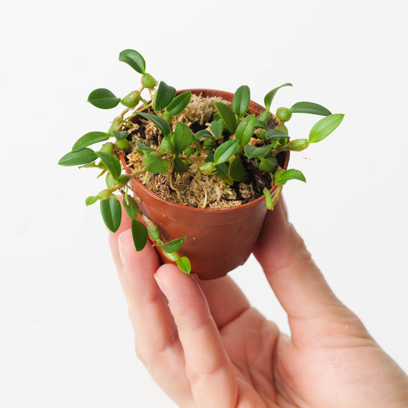 Bulbophyllum depressum Plants GrowTropicals