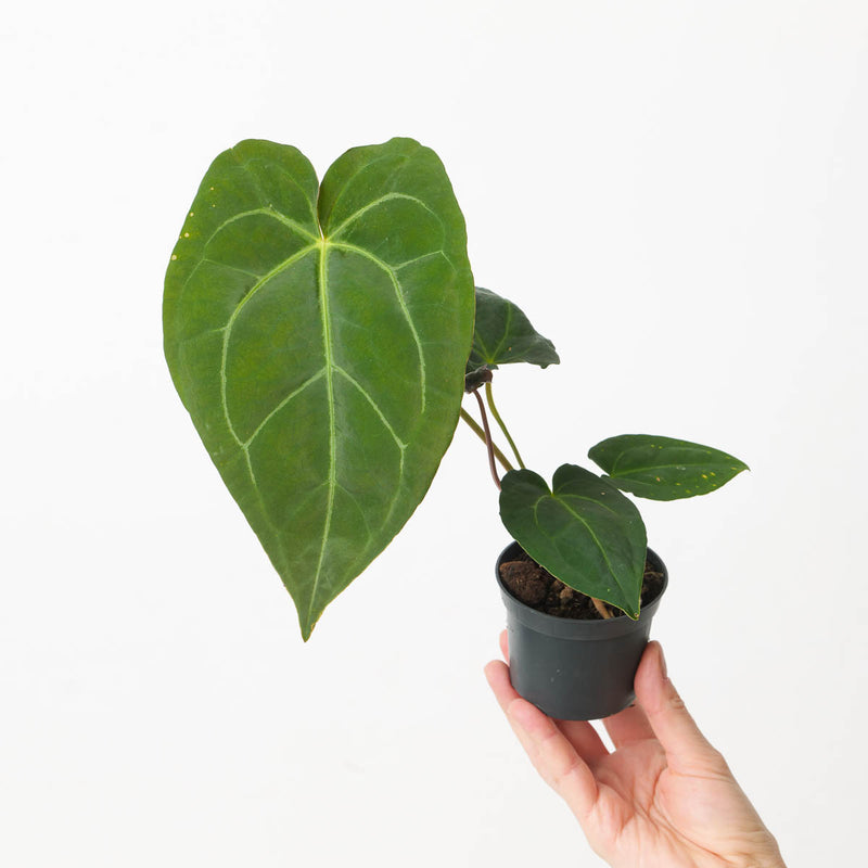 Anthurium Crystallinum x 'Minimal Veins' Plants GrowTropicals