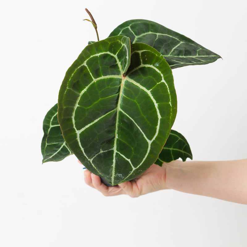 Anthurium Crystallinum x 'Flourite Round/Red' Plants GrowTropicals