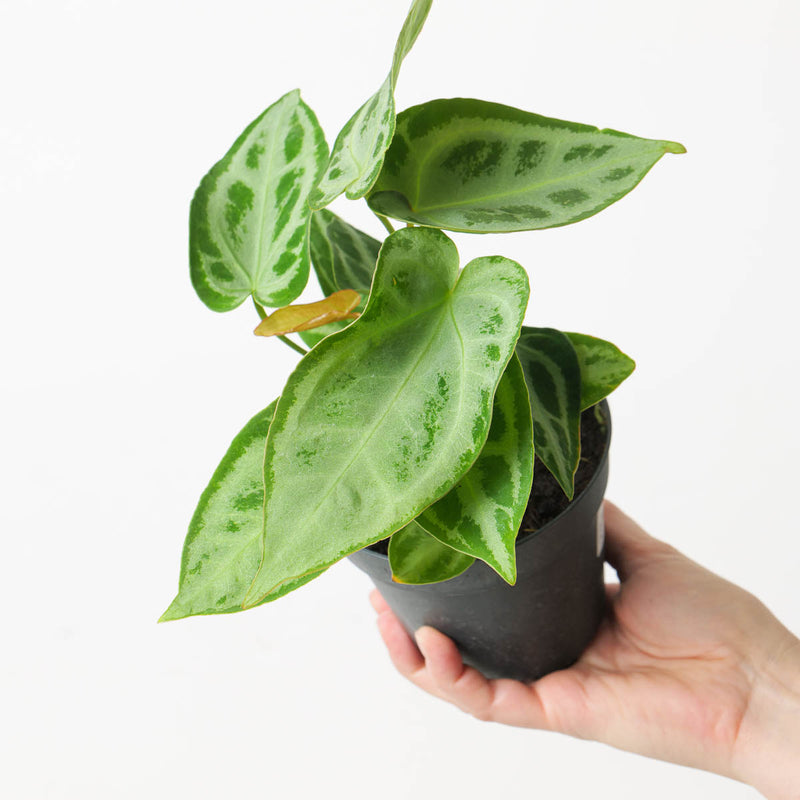 Anthurium 'Silver Blush' Super Silver Long/Narrow Plants GrowTropicals