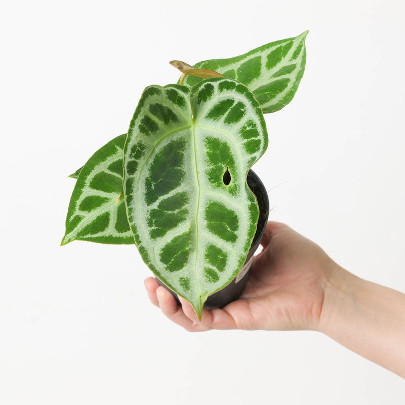 Anthurium 'Silver Blush' Chunky Vein Plants GrowTropicals