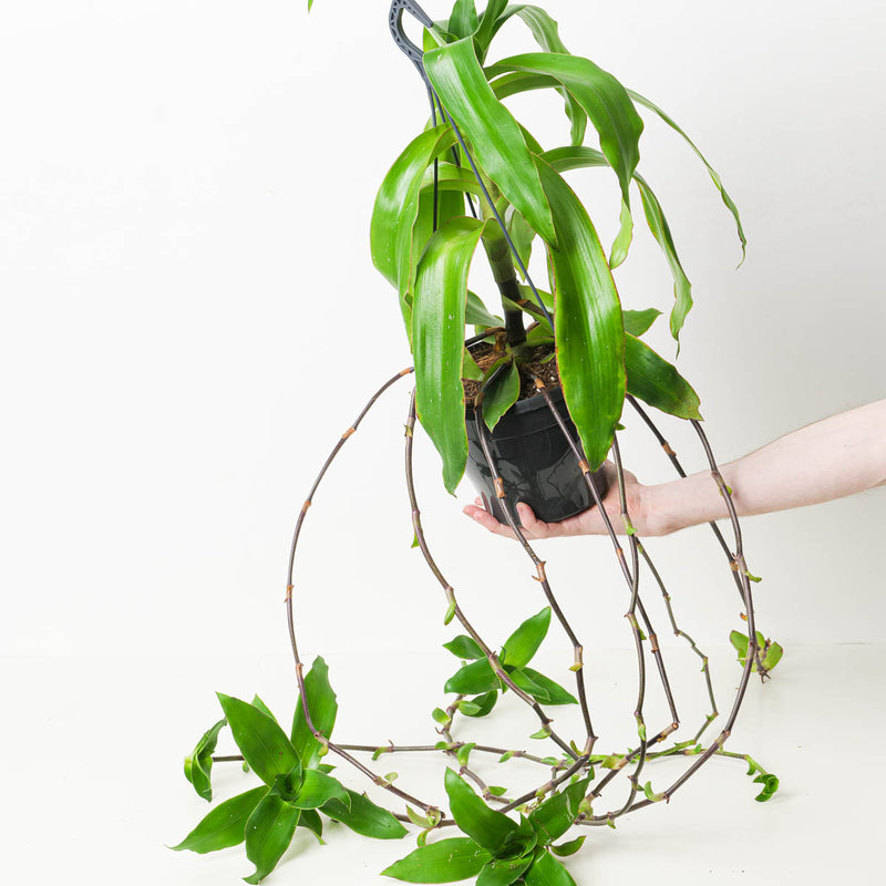 Callisia fragrans | Basket Plant — 18cm Hanging
