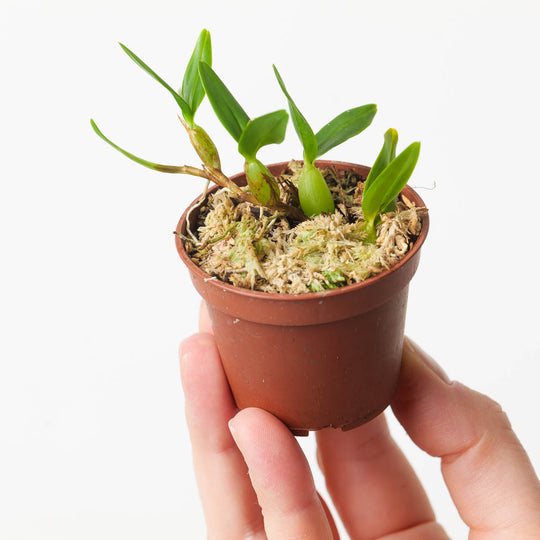 Encyclia polybulbum Plants GrowTropicals
