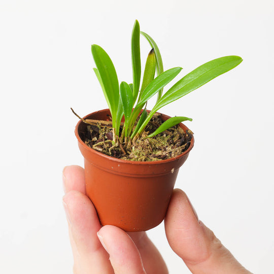 Masdevallia sprucei Plants GrowTropicals