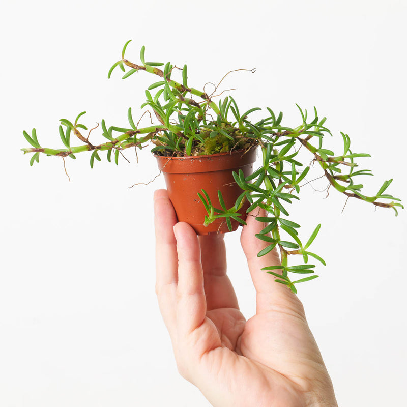 Mediocalcar decoratum Plants GrowTropicals