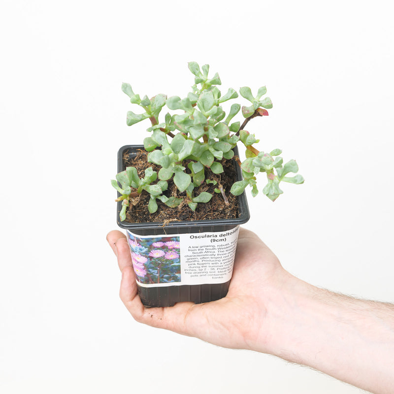 Oscularia deltoides — 9cm / 0.5L