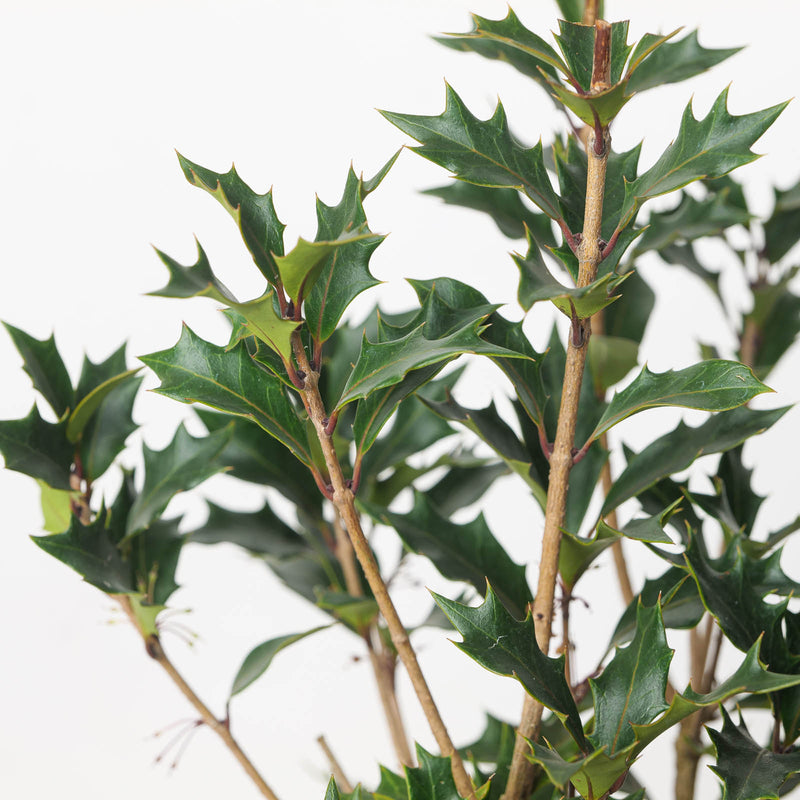 Osmanthus heterophyllus 'Purpureus'
