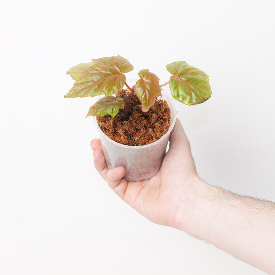 Begonia oxyloba Plants GrowTropicals