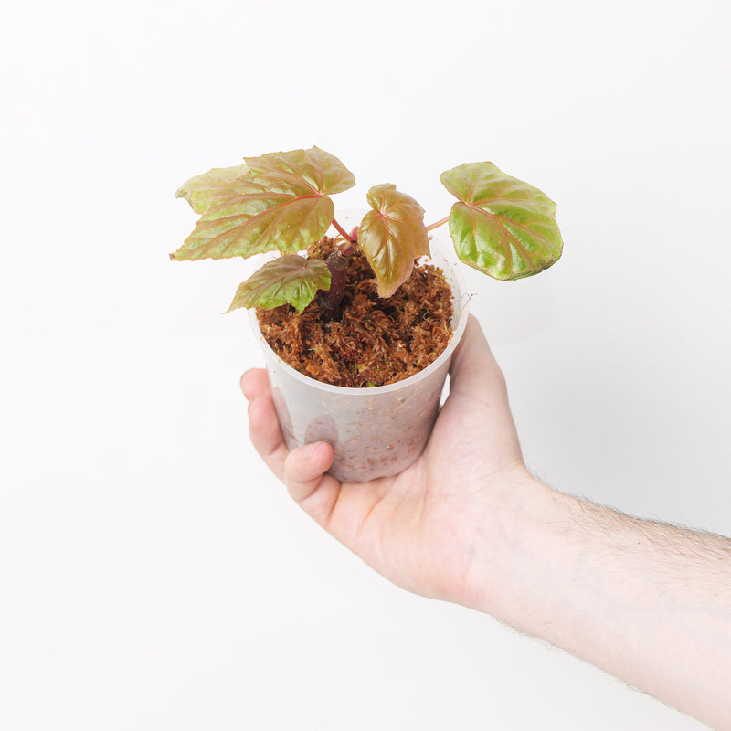 Begonia oxyloba Plants GrowTropicals