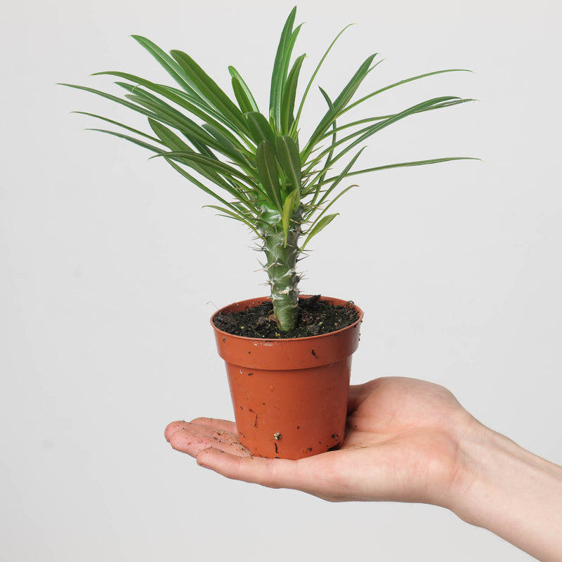 Pachypodium lamerei | Madagascar Palm — 8.5cm