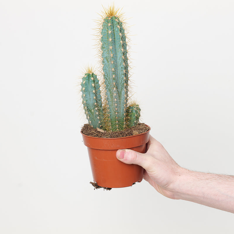 Pilosocereus azureus 12cm Plants GrowTropicals