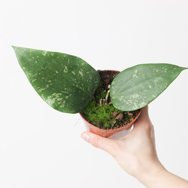 Hoya sp. Padang Sidempuan Plants GrowTropicals