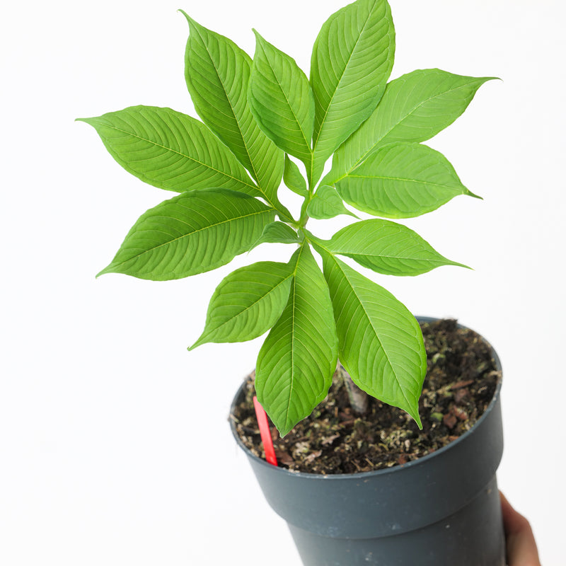 Amorphophallus paeoniifolius Plants GrowTropicals
