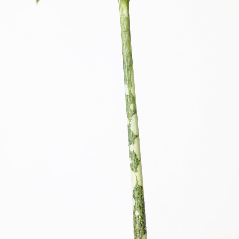 Amorphophallus paeoniifolius Plants GrowTropicals