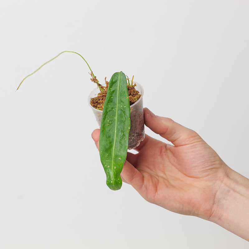 Anthurium pallidiflorum Plants GrowTropicals