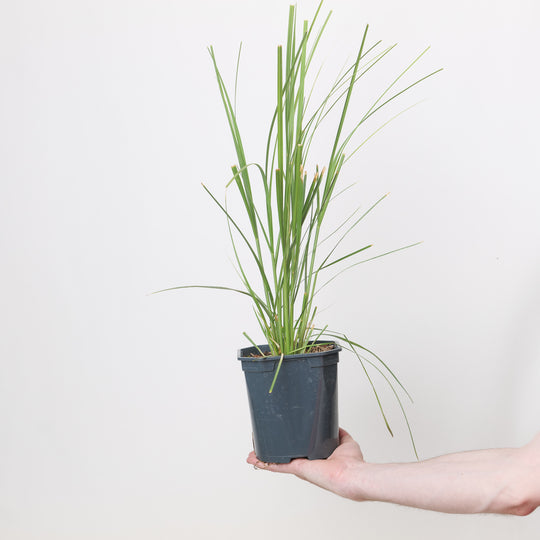 Cortaderia selloana Pumila 17cm / 2L Plants - Outdoor GROW TROPICALS