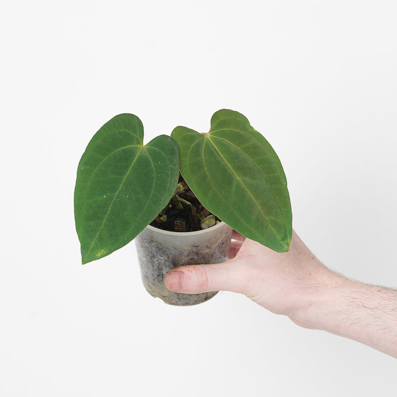 Anthurium papillilaminum (Euro Form) Plants GrowTropicals