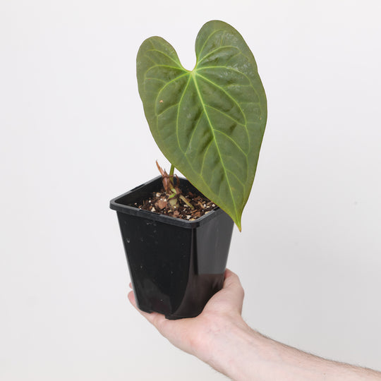 Anthurium papillilaminum x 'Blacksweet' 12cm Plants GrowTropicals