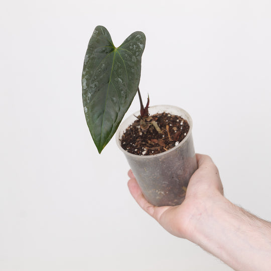 Anthurium papillilaminum x Fort Sherman Plants GrowTropicals