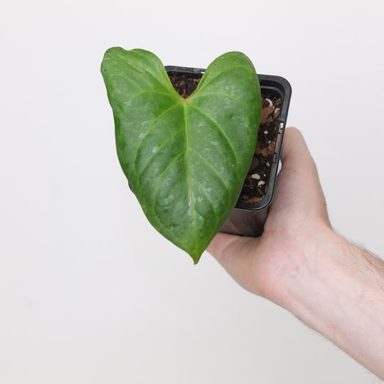 Anthurium papillilaminum × pinkleyi Plants GrowTropicals