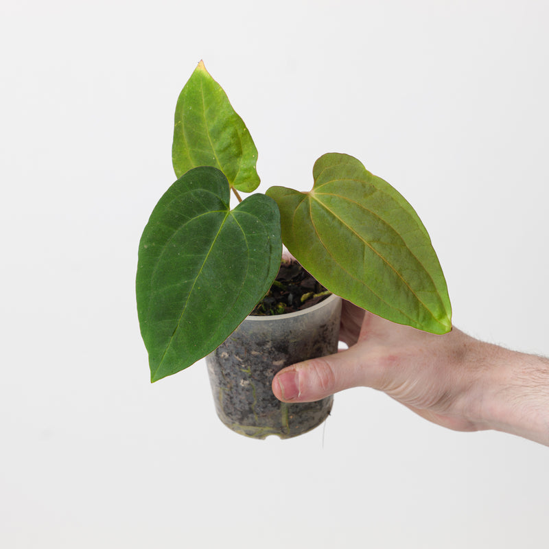 Anthurium papillilaminum (Euro Form) Plants GrowTropicals