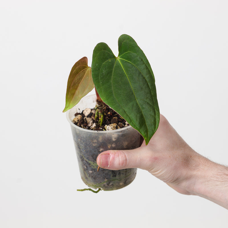 Anthurium papillilaminum (Euro Form) 9cm Plants GrowTropicals