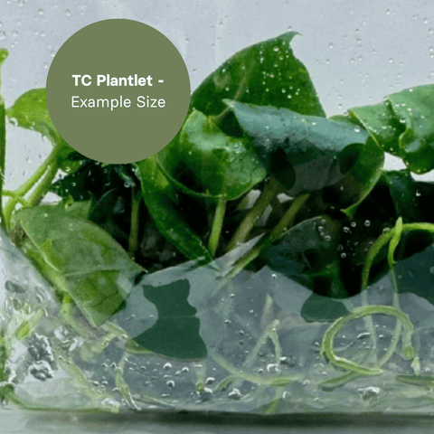 Anthurium Papi x Dark Phoenix (TC Plantlet) - Preorder Plants GrowTropicals