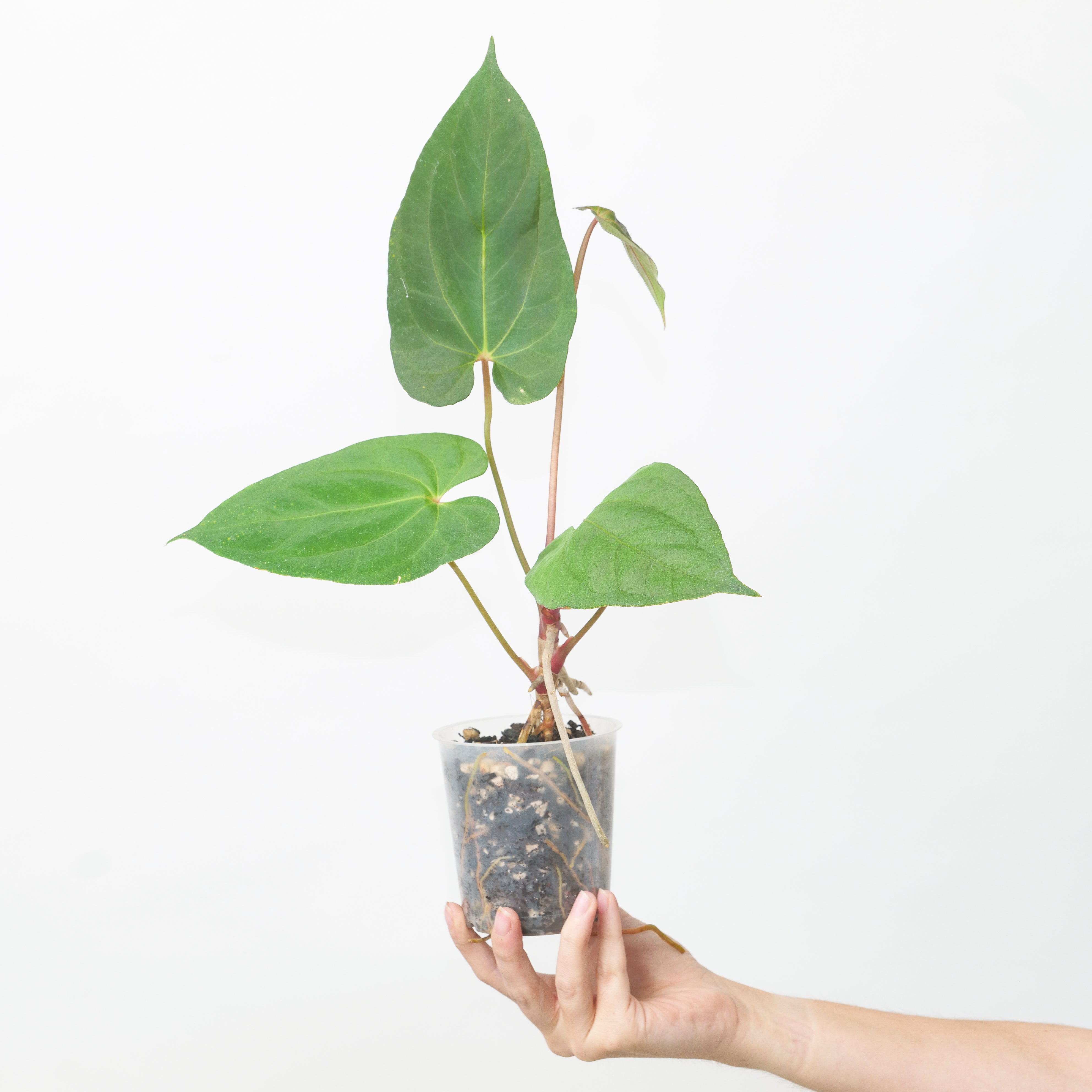 papixfs.jpg?v=1759569245