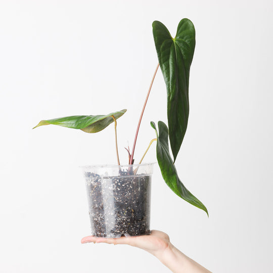 Anthurium papillilaminum 'Ree Gardens' x sp. Napo 17cm Plants GrowTropicals