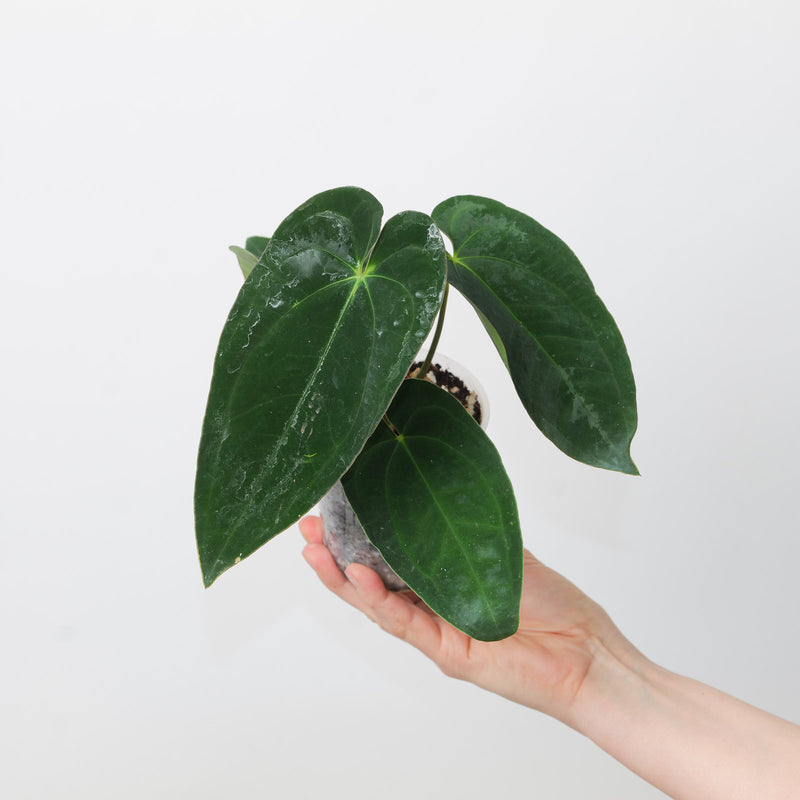 Anthurium papillilaminum GY x Ace of Spades Dark Form Plants GrowTropicals
