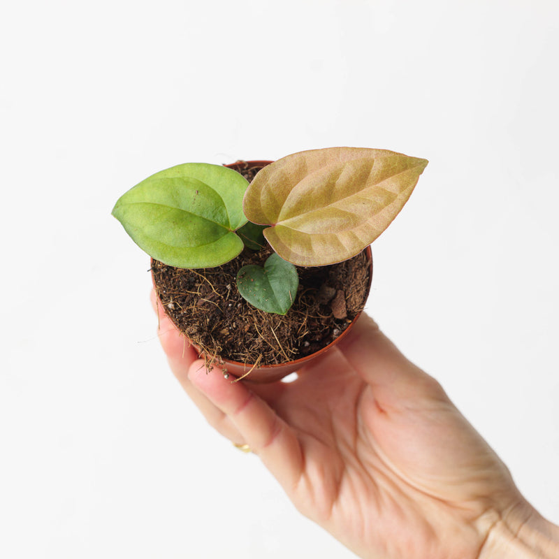 Anthurium papillilaminum x luxurians Plants GrowTropicals