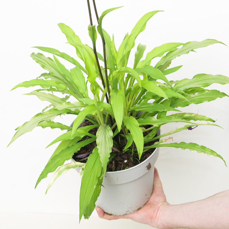 Hosta 'Party Streamers' 19cm / 3L Plants - Outdoor GROW TROPICALS