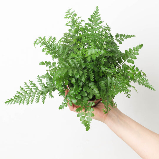 Asplenium parvati Plants GrowTropicals