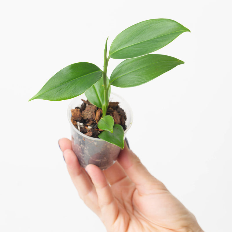 Stenospermation parvum aff. Plants GrowTropicals
