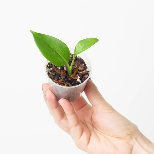 Stenospermation parvum aff. 6cm Plants GrowTropicals
